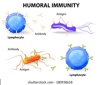 inmunidad humoral. Linfocitos, anticuerpos y antígeno. Diagrama de vectores