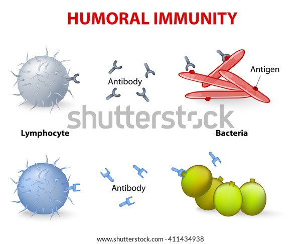 Humoral Immunity Lymphocyte Antibody Antigen Vector Stock Vector ...