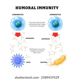 Humoral Immunity process diagram medical poster, Immune response. antibody-mediated immunity, labeled lymphocyte, antibodies, virus, bacteria, biology education.