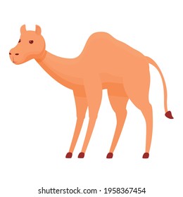 Icono de acampada. Caricatura del icono del vector del camello Hump para el diseño web aislado sobre fondo blanco