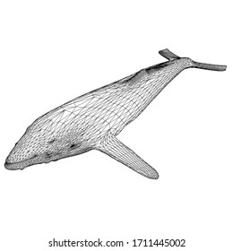 Humpback polygonal lines illustration. Abstract vector humpback on the white background