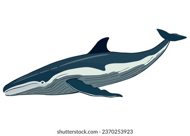 humpback sealife tropical illustration isolated