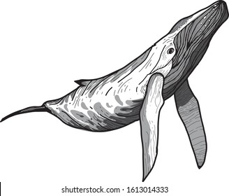 A humpback Whale 