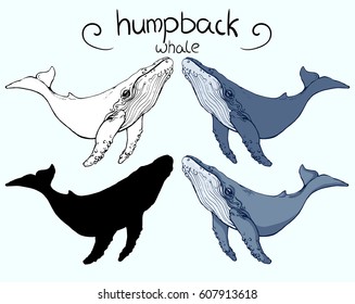 humpback whale in 4 version: outline, silhouette, color	