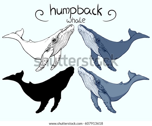 Humpback Whale 4 Version Outline Silhouette Stock Vector (Royalty Free ...