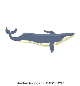 humpback whale animal sealife character