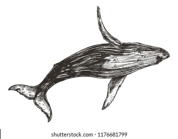Humpback whale. Beautiful vector hand drawn illustration