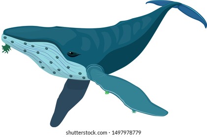 Humpback whale blue isolated vector illustration. Ocean and sea symbol sign cartoon designed character. Atlantic animal fauna 