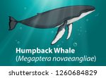 Humpback whale in deep ocean illustration