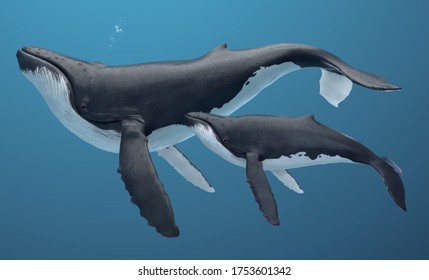 Humpback whale family swimming together, isolated on indigo blue background, 3d illustration