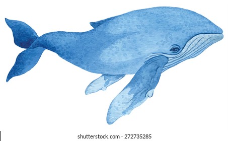 Humpback whale - hand drawn watercolor vector illustration