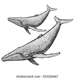 Humpback Whale Illustration