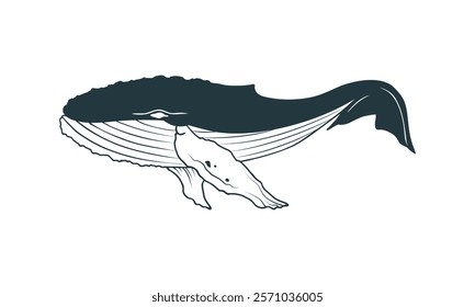 Humpback whale illustration in black and white. Minimalistic marine animal drawing isolated on white background