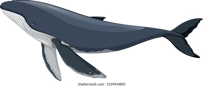 Humpback whale isolated on white background illustration