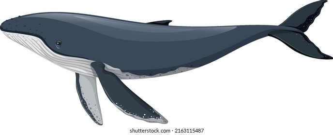 Humpback Whale Isolated On White Background Stock Vector (Royalty Free ...