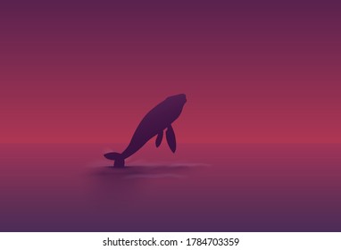 humpback whale jumping in the ocean at sunset