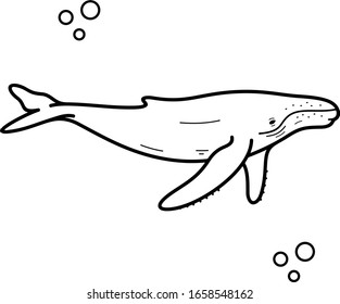 Humpback whale. Marine mammal.  Hawaii State symbol. Vector outline icon.