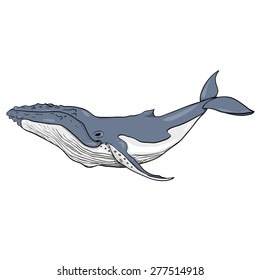 Humpback Whale (Megaptera novaeangliae). Vector Illustration.