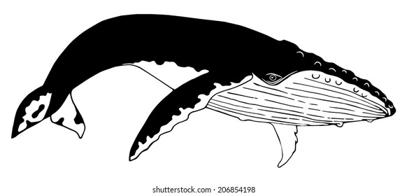 Humpback whale (monochrome color)