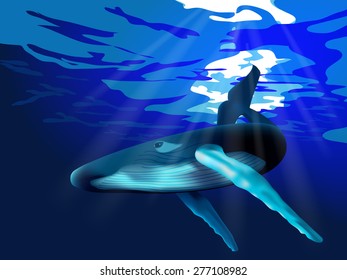 Humpback Whale in the ocean vector