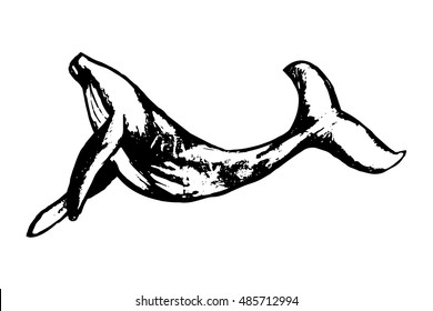Humpback whale on a white background, vector illustration