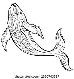 Humpback whale. Sea animal ocean life. Vector illustrations in hand drawn sketch style isolated on white. Black outline graphic. Coloring book page underwater illustration