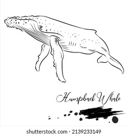 Humpback Whale, sea animal realistic sketch, vector illustration