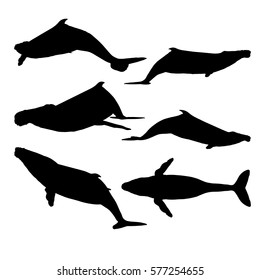 Humpback Whale Silhouette Vector Set. Whale Shape In Different Position On White Background.