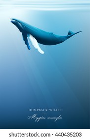 Humpback whale swimming under the blue ocean surface vector illustration