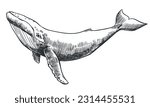 The humpback whale swims underwater. Vector illustration in engraving style. The clipart for the coat of arms is made with a thin black line on a white background. Rare marine mammal.