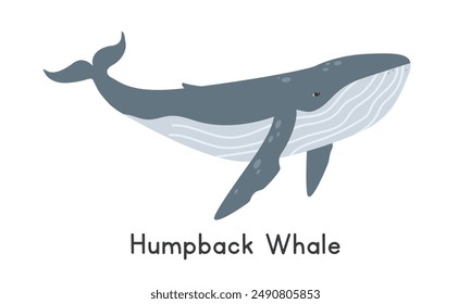 Humpback whale vector illustration, cartoon clipart, animal in flat style. Sea animals, marine mammals, ocean animals, marine life concept. Humpback whale vector design isolated on white