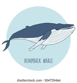 Humpback whale vector illustration. Hand drawn, isolated on white and blue background.