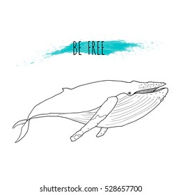 Humpback whale vector illustration. Hand drawn, isolated on white background with blue watercolor splash. Marine mammal. Be free. Line drawing