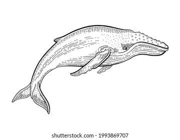 Humpback Whale vector illustration. Ocean animal line drawing. Sea water whale in woodcut vintage art. Ink marine sketch on white background. Vector Underwater humpback for environment save design