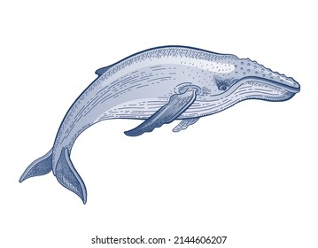 Humpback Whale vector illustration. Ocean animal watercolor drawing. Sea water whale in woodcut vintage art. Marine sketch on white background. Vector Underwater humpback for environment save design