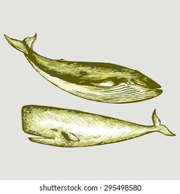 The Humpback whale. Vector Image