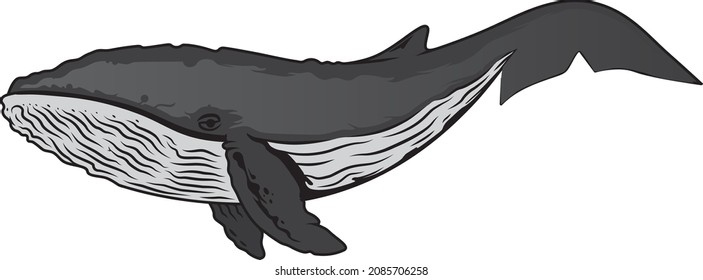 Humpback whale wildlife vector illustration