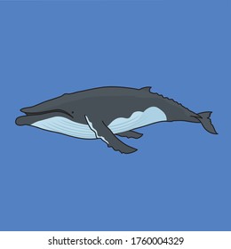 Humpback whales are fellow whales.