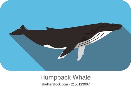 Humpback Whales swimming in the sea, animal flat icon