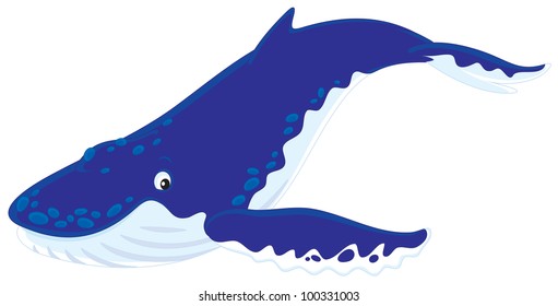 Hump-backed whale