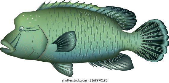 Illustration von 'Humphead wrasse'. EPS-Format für Vektorgrafiken.