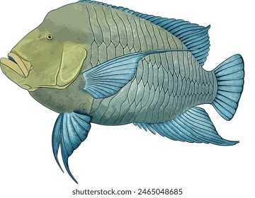 Humphead Wrasse Vektorillustration auf weißem Hintergrund