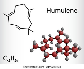 Molécula de humuleno, alfa-humuleno o α-caricofileno. Es un componente del aceite esencial del cono de floración de la planta de lúpulo. Fórmula química estructural, modelo molécula. Ilustración del vector