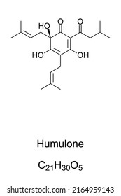 Humulone, chemical formula and structure. Also lupulic acid or bitter acid, a vinylogous type of organic acid, and bitter-tasting chemical compound, found in the resin of mature hops, Humulus lupulus.