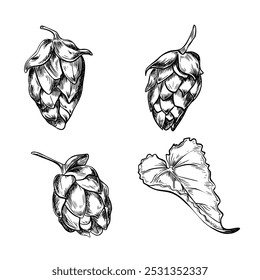 Humulus-Kegel schwarz-weiße grafische Vektorgrafik einzeln. Hopfenzapfen und Blätter im Set monochrom handgezeichnet mit Tinte in botanischer Skizze für Design Bieretikett, Verpackung, Oktoberfest Poster.