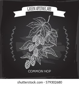Humulus lupulus aka common hop sketch blackboard background. Green apothecary series. Great for traditional medicine, gardening or cooking design.