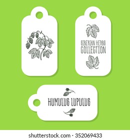 Humulus lupulus - Siberian herbs. Handdrawn Illustration - Health and Nature Set of Tags