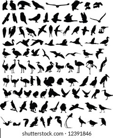 A hundred silhouettes of different birds