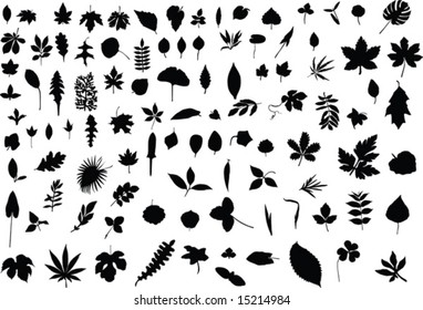 A hundred silhouettes of different leaves of trees, bushes and grass