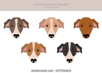 Hungarian greyhound clipart. Different poses, coat colors set.  Vector illustration